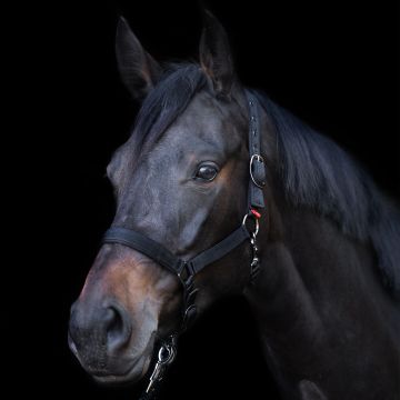 Headcollar Yearling IRH -  Black
