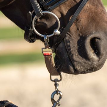 Lunging bit strap nylon IRH -  Cappuccino