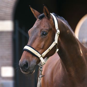 Halster IRH-Jewel Mesh -  Light Olive