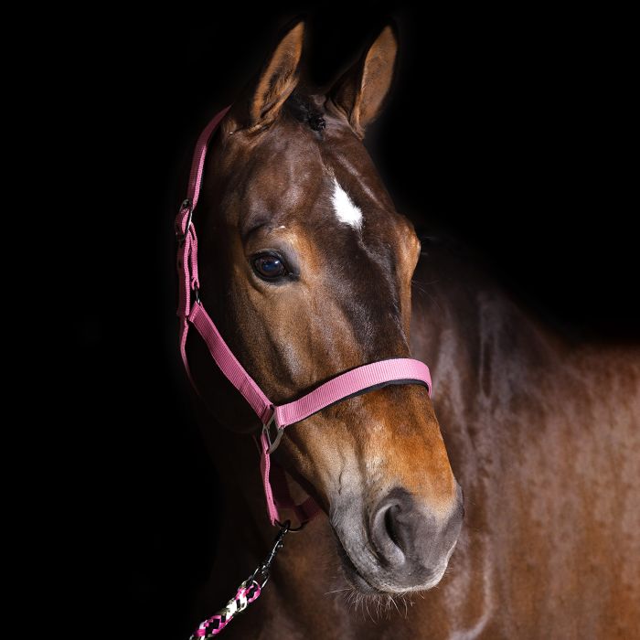 Headcollar IRHClassic Sport - 3101 - Dark Rosy Headcollar IRHClassic Sport - 3101 - Dark Rosy