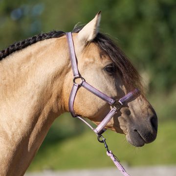Headcollar IRHEconomic -  Ballerina