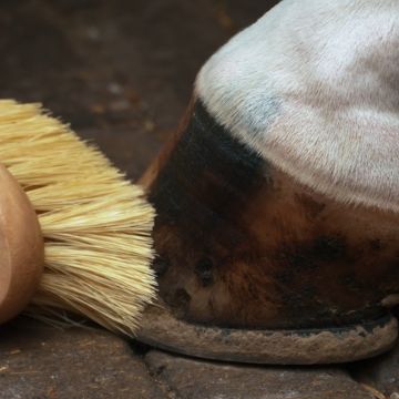 Hoof brush IRHNatural -  Natural