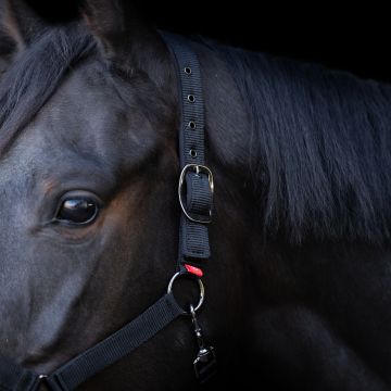 Headcollar Yearling IRH -  Black