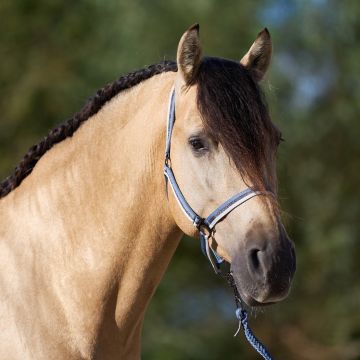 Headcollar IRHEconomic -  Moonstone