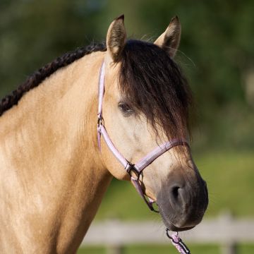 Headcollar IRHEconomic -  Ballerina