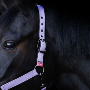 Headcollar Yearling IRH -  Ballerina