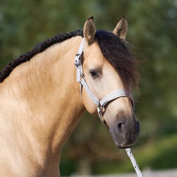 Headcollar IRH-Sparkle -  Crystal