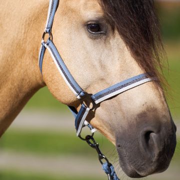 Headcollar IRHEconomic -  Moonstone