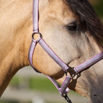 Headcollar IRHEconomic -  Ballerina