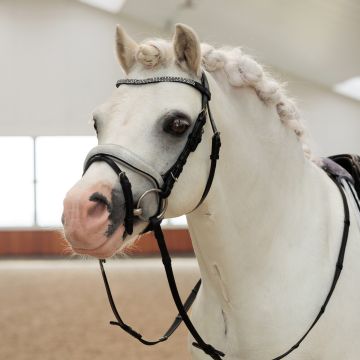 Bridle IRHRainbow